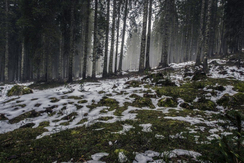 forest nature snow 4058 824x550